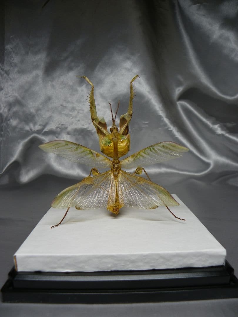 ニセハナマオウカマキリ　雄　立体標本