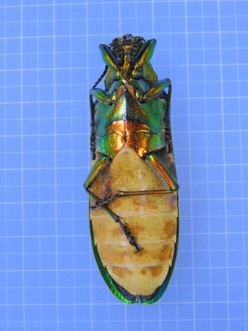 マレーシア産　最大種のタマムシ　74mm