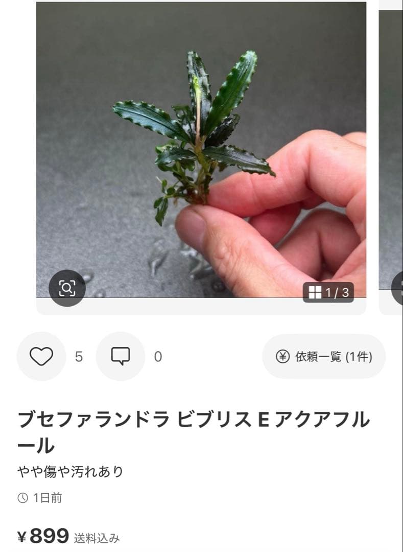ブセファランドラ ビブリス B 他