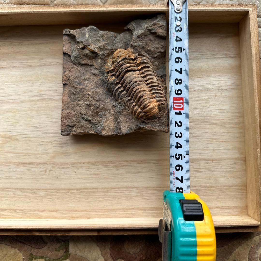 トリロバイト化石 保存状態良好 約15cm